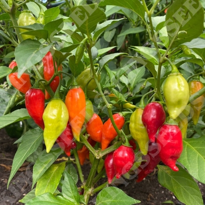Picture of Capsicum Chilli Pepper Raging Bull F1